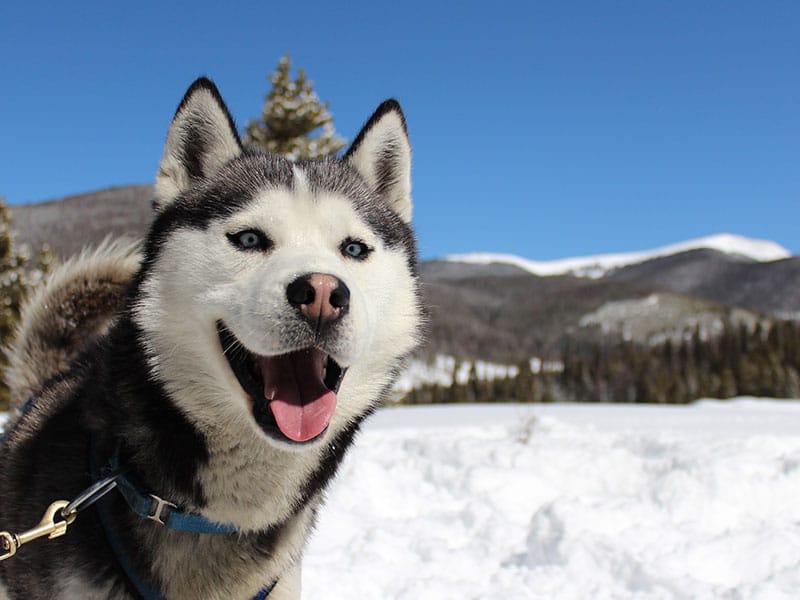 Dog sledding in Breckenridge