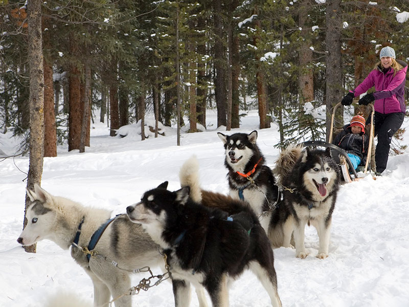 Dog sledding in Breckenridge