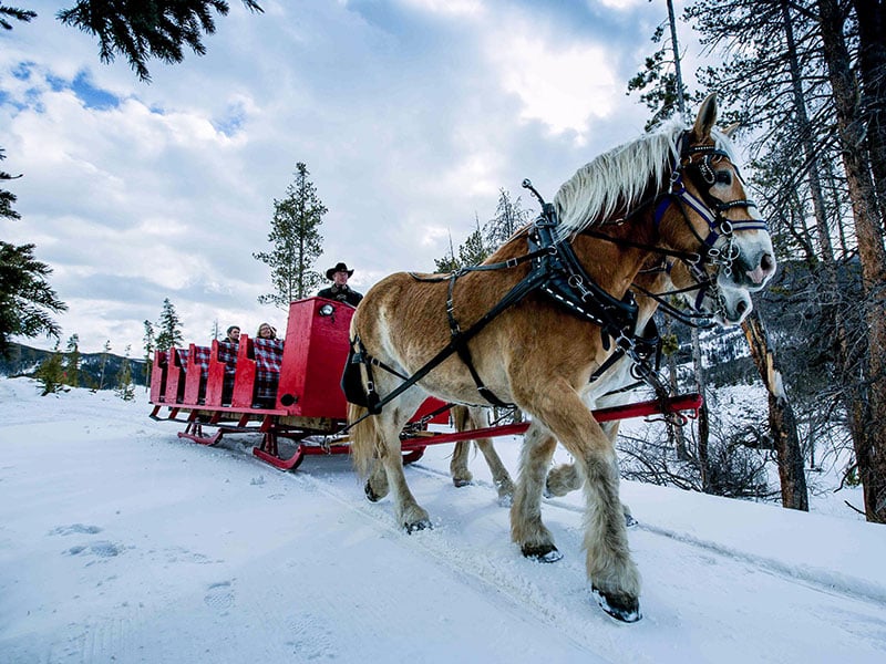 Sleigh ride in Breckenridge