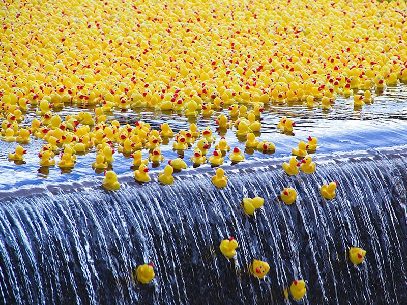 Duck race on Labor Day
